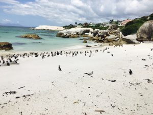 plage Boulders Beach, Afrique du sud